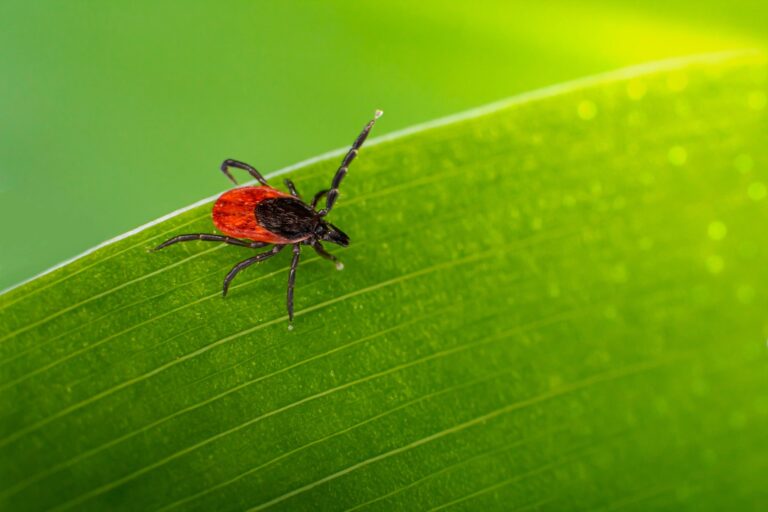 Wzrost liczby zakażeń wirusem KZM w Polsce. Coraz więcej osób deklaruje kontakt z kleszczami w ostatnim roku